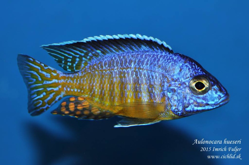 Aulonocara hueseri 'Likoma Island'
